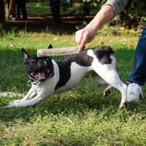 Кусалка из джута «Motivation in Dog Training» для французского бульдога